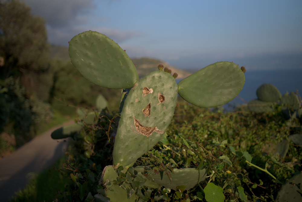 Verrückter Kaktus: Leica M mit Summicron 35 mm @ 2.0.