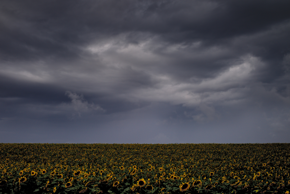 Sonnenblumenfeld - fotografiert mit Leica M und Summicron 35 mm @ f/8.0.