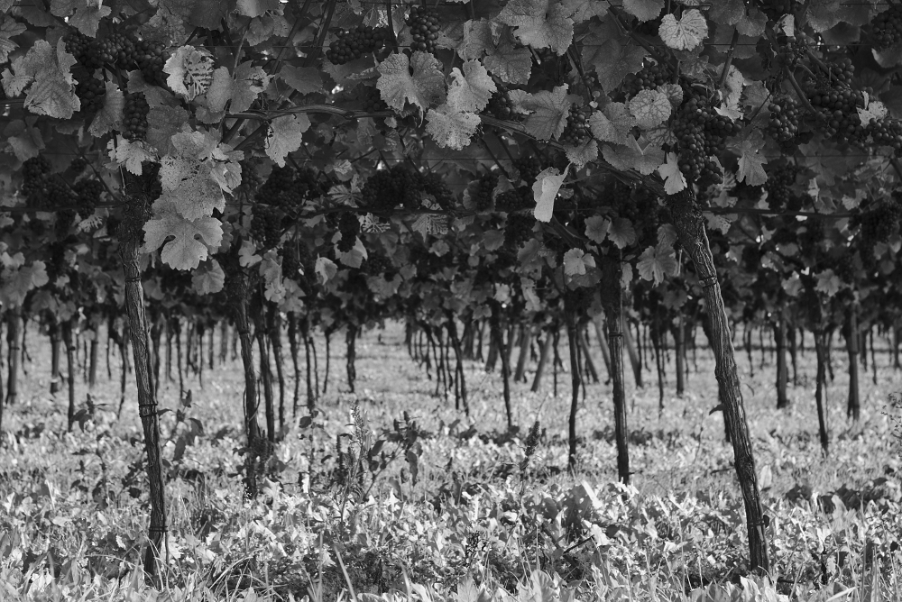 Weinreben am Kaiserstuhl aufgenommen mit Leica M und Summicron-M 35 mm @ 4.0.
