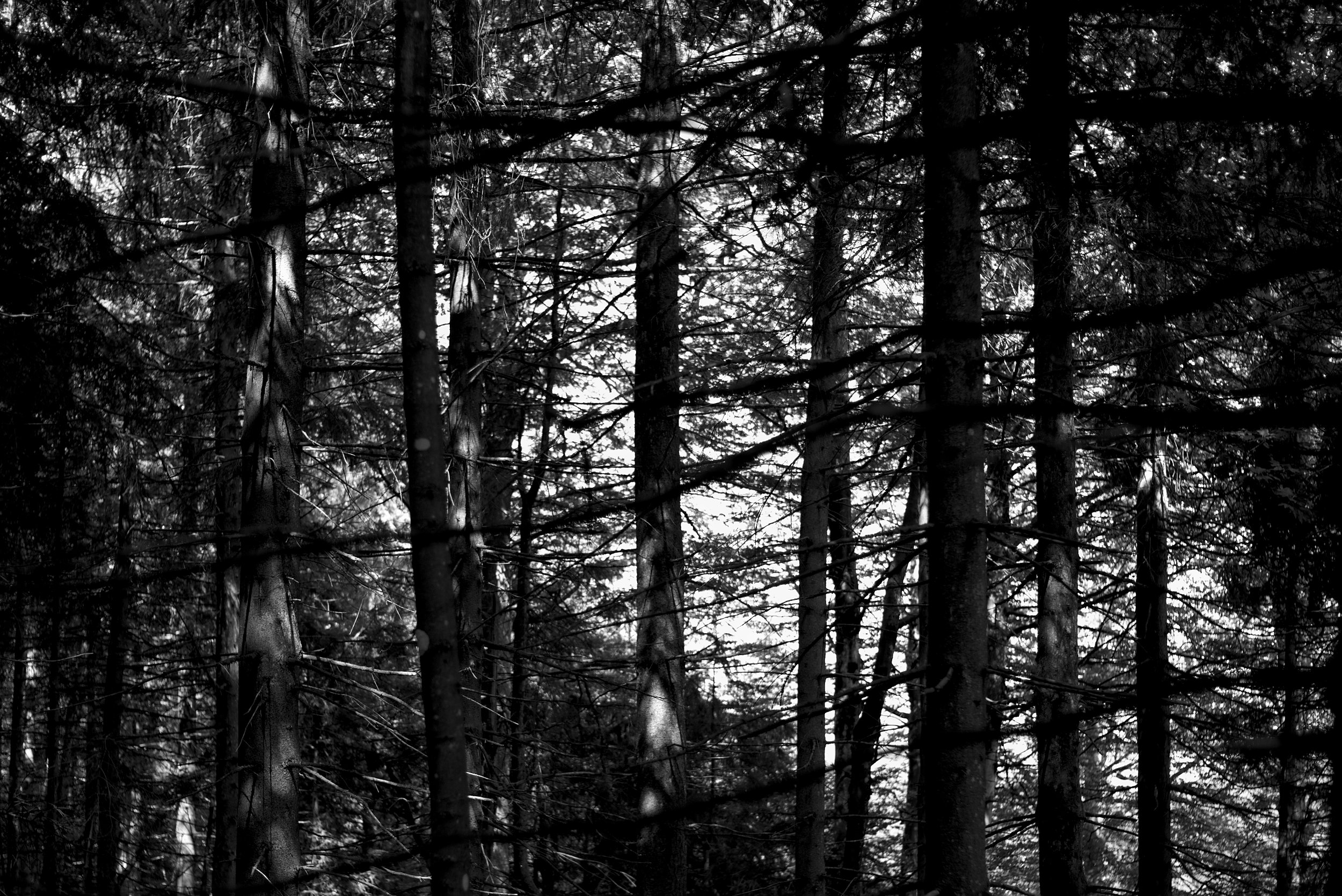 Jazz im Wald. Fotografiert mit Leica M und Summicron-M 35 mm @ f/2.0.