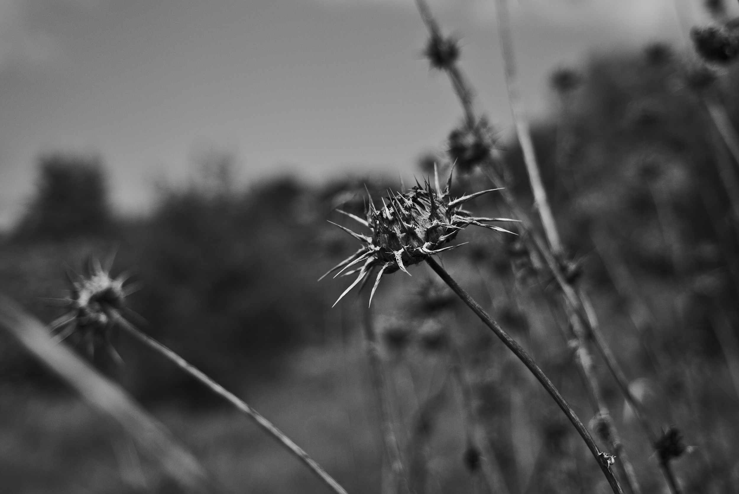 L1009825
